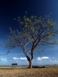 Tree at Flamingo (click to enlarge)