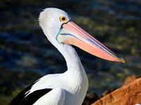 Pelican (click to enlarge)