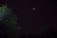 Mars Through Trees